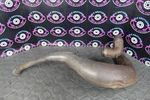 1994 Suzuki 93-95 RM250 Oem Exhaust Pipe Chamber Header Expansion 14310-28E10. Fixed Price $245.95.